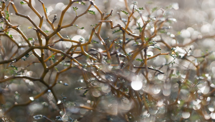 O que é a Chuva Serôdia - Blog Vladimiraraujo