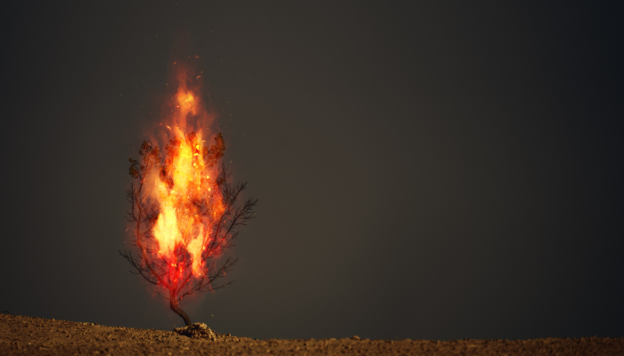 O Simbolismo da Sarça Ardente - Blog vladimiraraujo