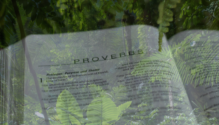 Plantas mencionadas na bíblia - Blog vladimiraraujo.com