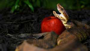 Refletindo sobre a Serpente - Blog vladimiraraujo
