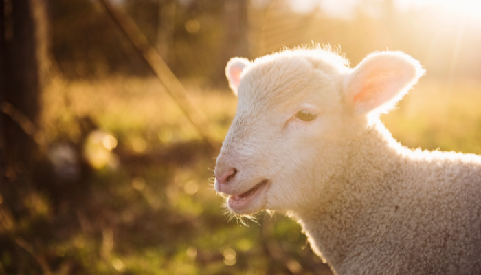 Por que somos Chamados de Ovelhas - Blog Vladimiraraujo.com