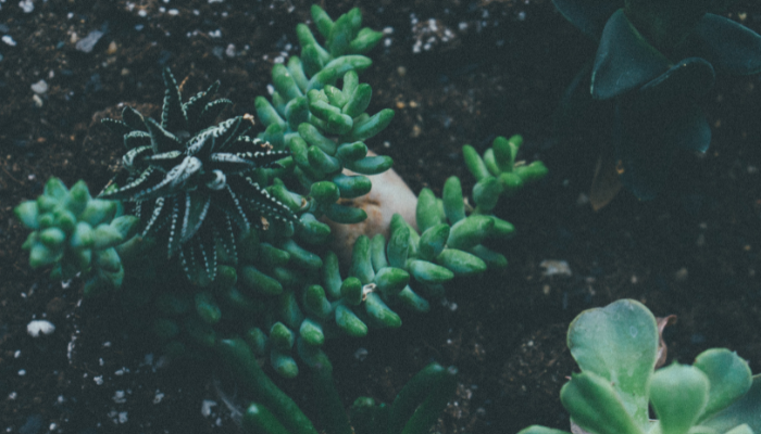 As Plantas Medicinais Na Biblia - Blog Vladimiraraujo.com