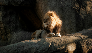 Como Daniel Sobreviveu aos Leões - Blog Vladimiraraujo