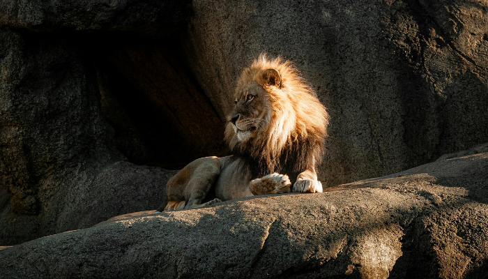 Como Daniel Sobreviveu aos Leões - Blog Vladimiraraujo