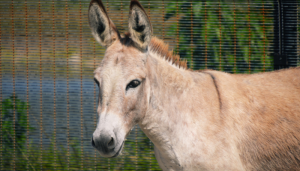 O Jumento Falante Um Milagre Inesperado - blog vladimiraraujo