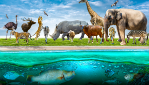 Os animais e seus simbolismo na Bíblia - Blog Alhocomalecrim